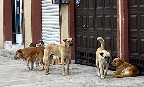 A denunciar maltrato animal y envenenamiento de perros, llama PROPAEM